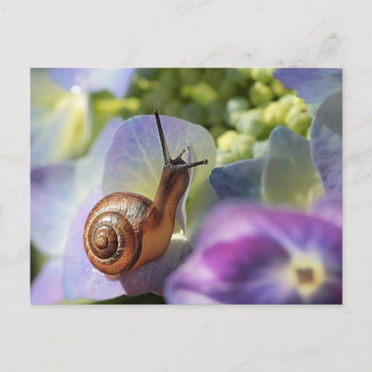 Schnecke Postkarte (Vorderseite)