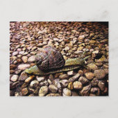 Schnecke Postkarte (Vorderseite)