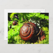 Schnecke Postkarte (Vorne/Hinten)