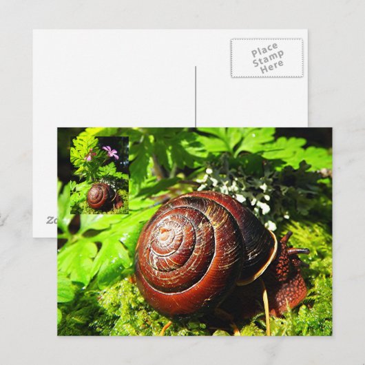 Schnecke Postkarte (Vorne/Hinten)