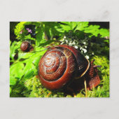 Schnecke Postkarte (Vorderseite)