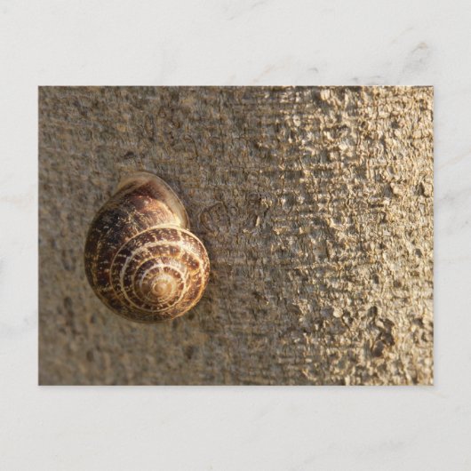 Schnecke Postkarte (Vorderseite)