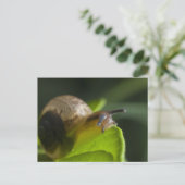 Schnecke Postkarte (Stehend Vorderseite)