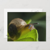 Schnecke Postkarte (Vorne/Hinten)