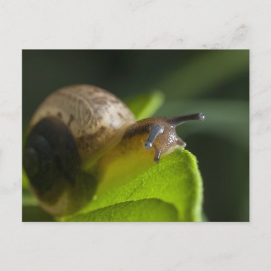 Schnecke Postkarte (Vorderseite)