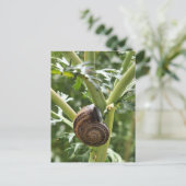Schnecke Postkarte (Stehend Vorderseite)