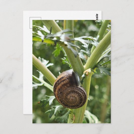 Schnecke Postkarte (Vorne/Hinten)