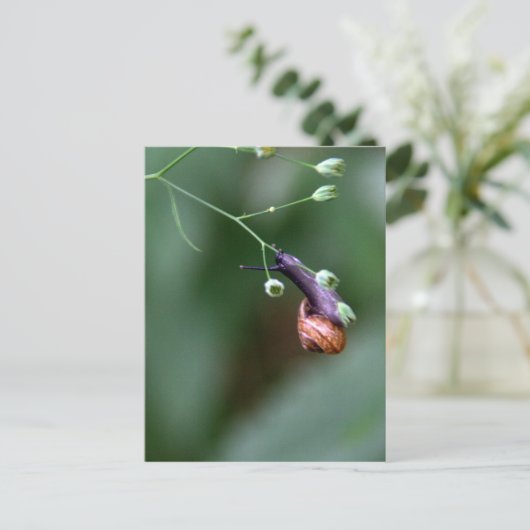 Schnecke Postkarte (Stehend Vorderseite)