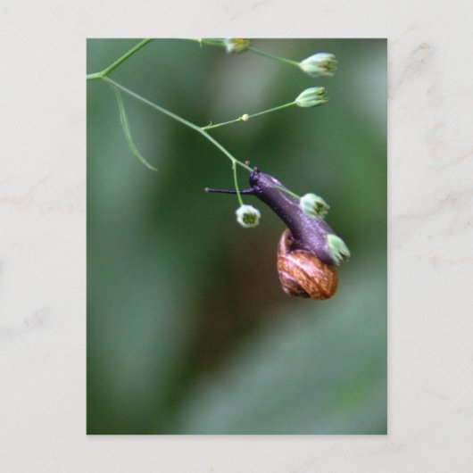 Schnecke Postkarte (Vorderseite)