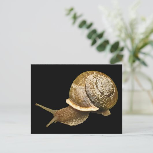 Schnecke Postkarte (Stehend Vorderseite)