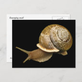 Schnecke Postkarte (Vorne/Hinten)