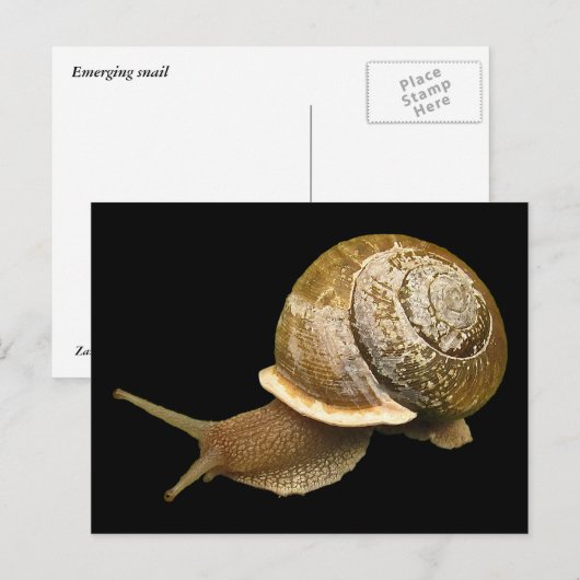 Schnecke Postkarte (Vorne/Hinten)