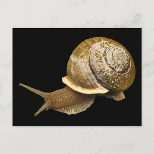 Schnecke Postkarte