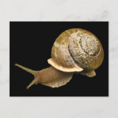 Schnecke Postkarte (Vorderseite)