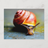 Schnecke Postkarte (Vorderseite)