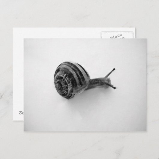 Schnecke Postkarte (Vorne/Hinten)