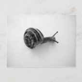 Schnecke Postkarte (Vorderseite)