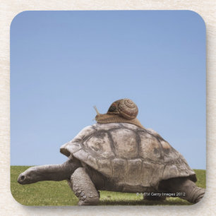 Schnecke über einer Schildkröte Getränkeuntersetzer