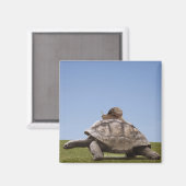 Schnecke über einer Schildkröte Magnet (Vorderseite/Rückseite)