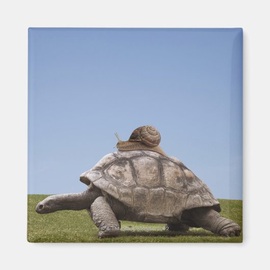 Schnecke über einer Schildkröte Magnet (Vorne)