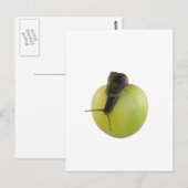 Schnecke und Apfel Postkarte (Vorne/Hinten)