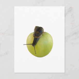 Schnecke und Apfel Postkarte