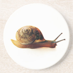 Schnecke Untersetzer