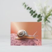 Schnecke w/ray ~ Postkarte (Stehend Vorderseite)
