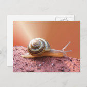Schnecke w/ray ~ Postkarte (Vorne/Hinten)