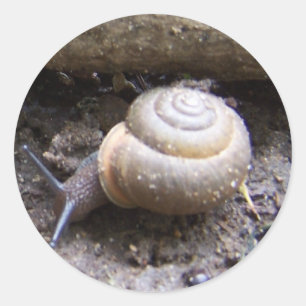 Schneckeaufkleber Runder Aufkleber