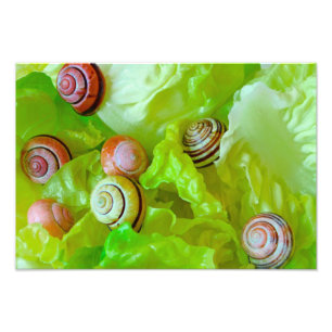 Schnecken auf Salat Fotodruck