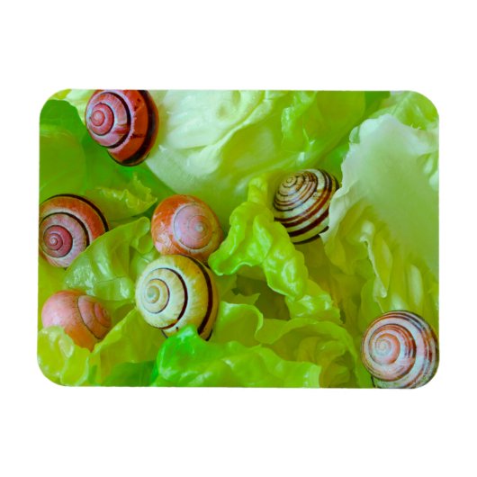 Schnecken auf Salat Magnet (Horizontal)