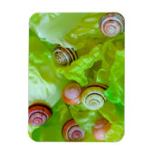Schnecken auf Salat Magnet (Vertikal)