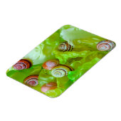 Schnecken auf Salat Magnet (Linke Seite)