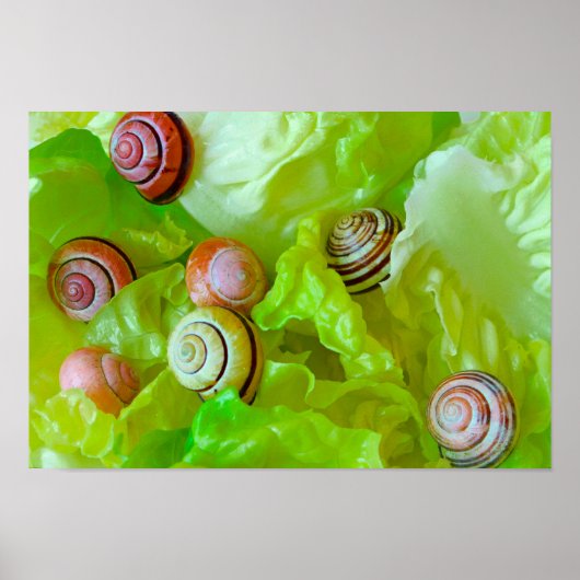 Schnecken auf Salat Poster (Vorne)