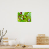 Schnecken auf Salat Poster (Küche)