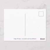 Schnecken auf Salat Postkarte (Rückseite)