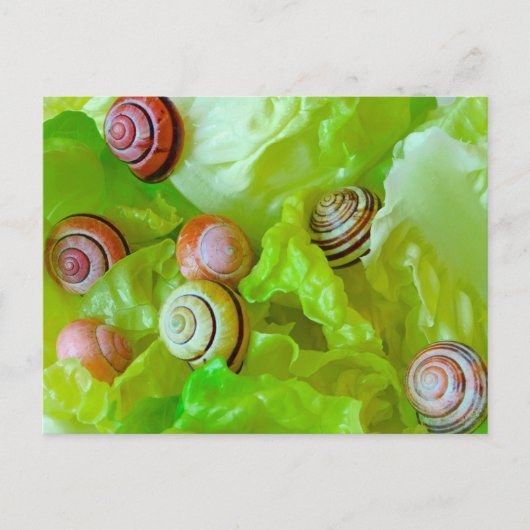 Schnecken auf Salat Postkarte (Vorderseite)