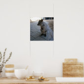 "Schnecken in Australien: Ein knuddeliger grauer Q Poster (Küche)