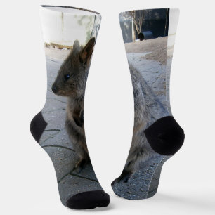 "Schnecken in Australien: Ein knuddeliger grauer Q Socken