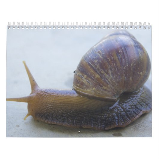 Schnecken Kalender (Titelbild)