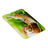Schnecken Magnet (Rechte Seite)