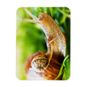 Schnecken Magnet (Vertikal)