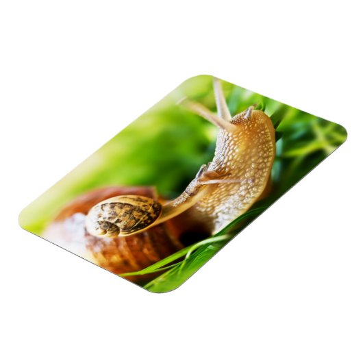 Schnecken Magnet (Linke Seite)