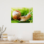 Schnecken Poster (Küche)