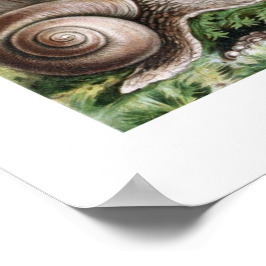 Schnecken Poster (Ecke)