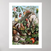 Schnecken Poster (Vorne)