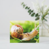 Schnecken Postkarte (Stehend Vorderseite)