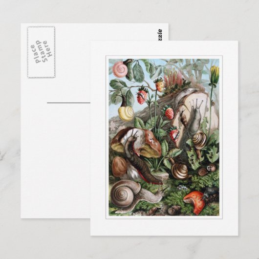 Schnecken Postkarte (Vorne/Hinten)