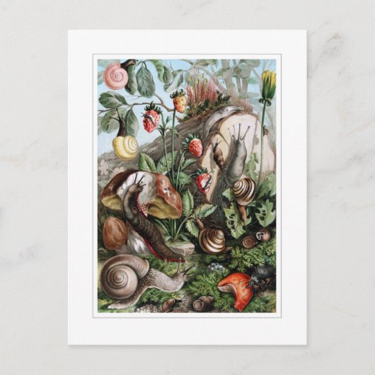 Schnecken Postkarte (Vorderseite)